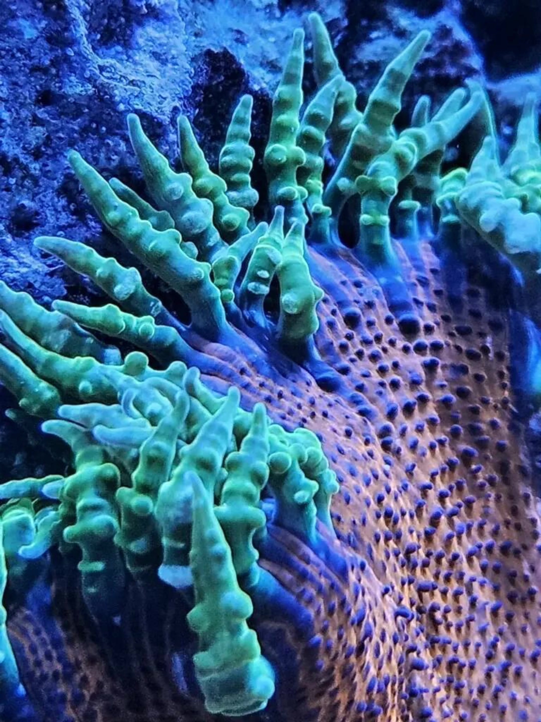 @aquarium_maintenance