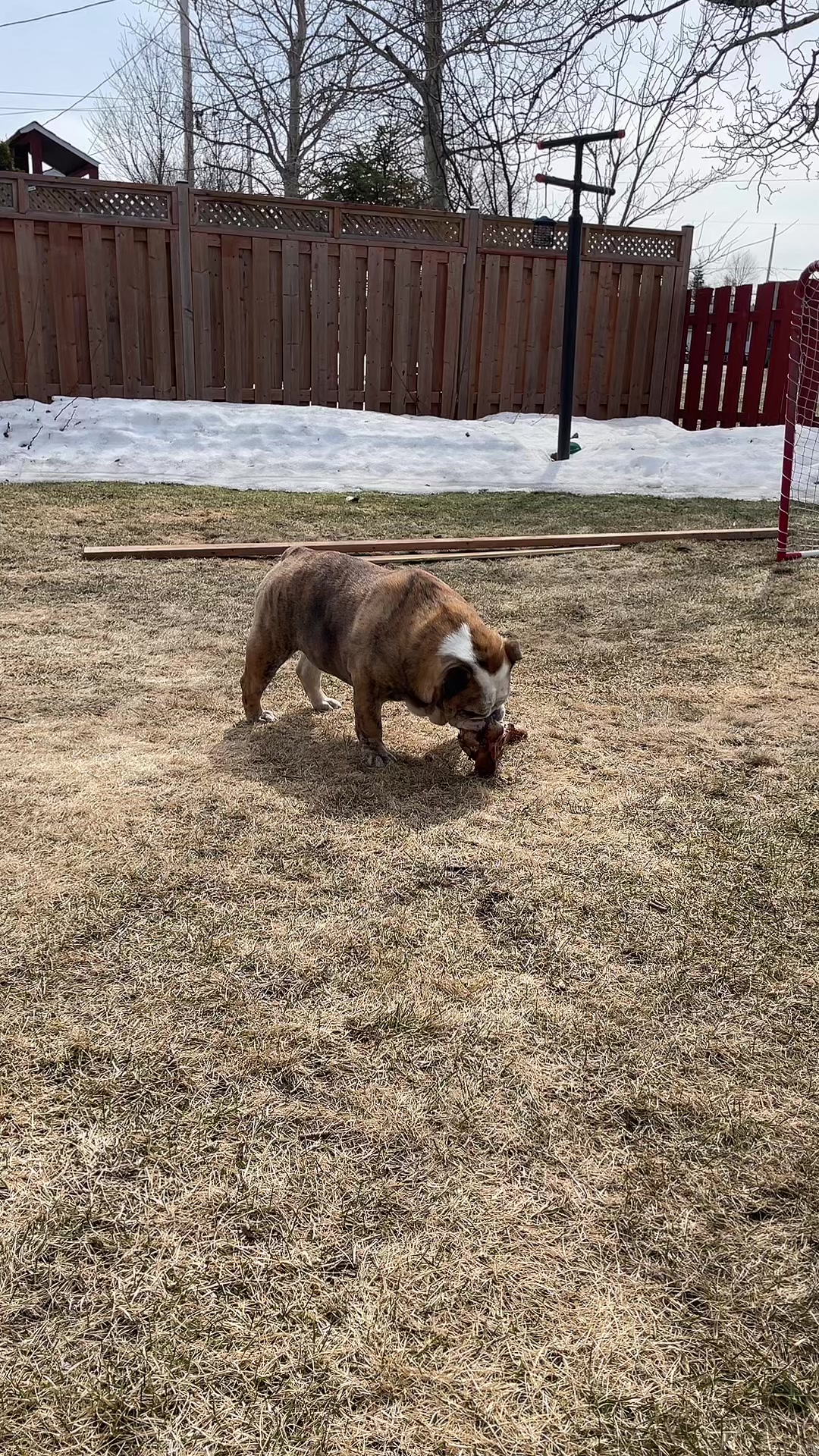 @Pedrobulldog