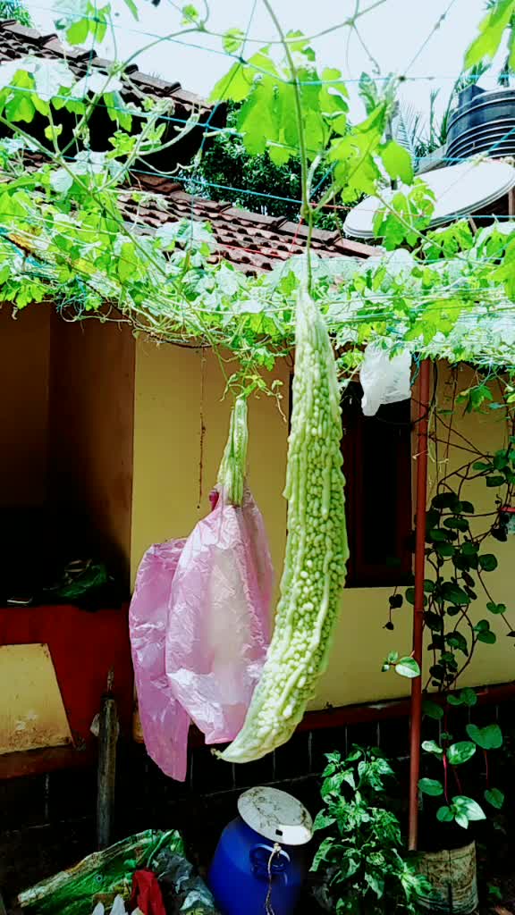 @manikutti
