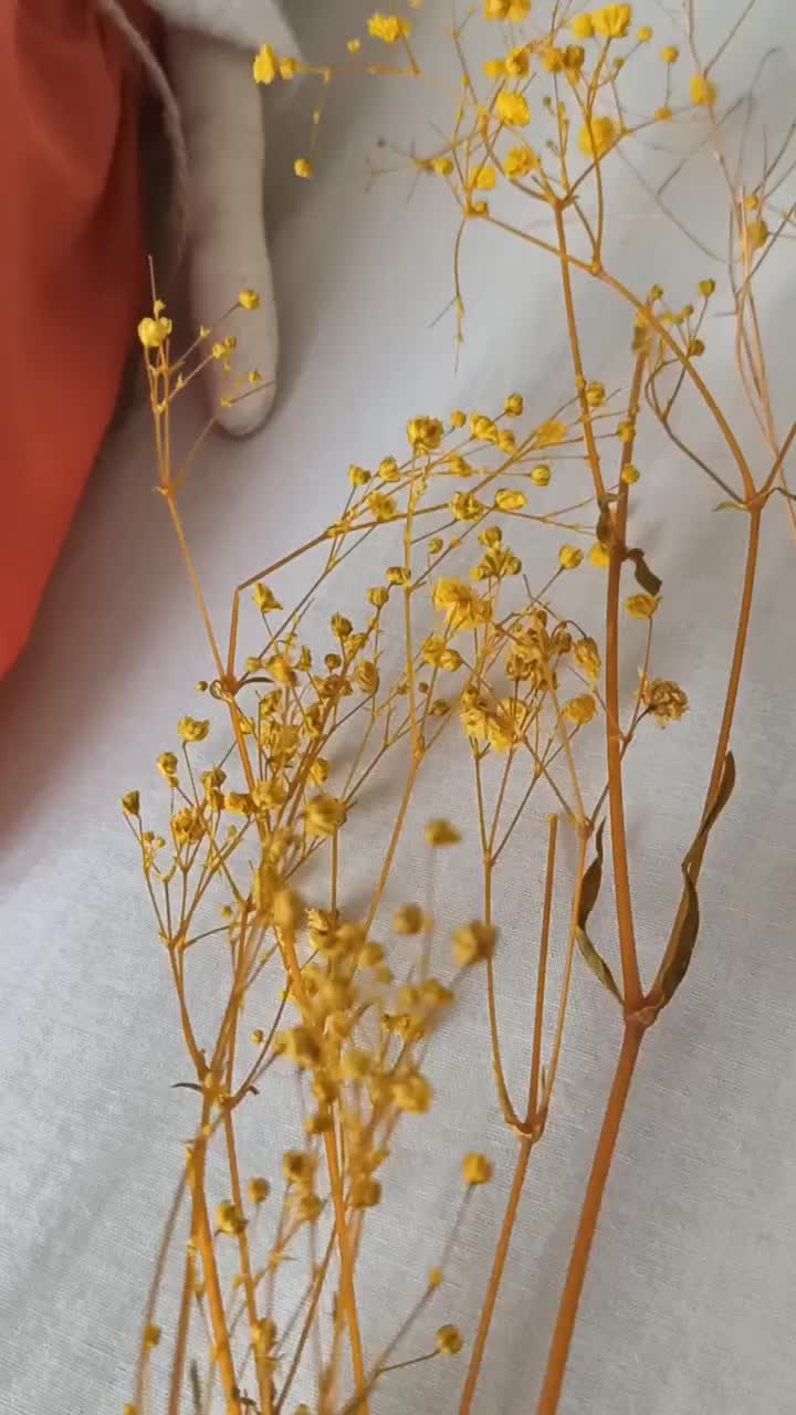 @Yoyukico