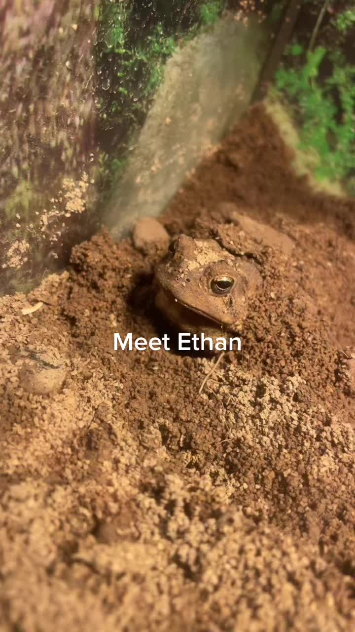 @black_banshee