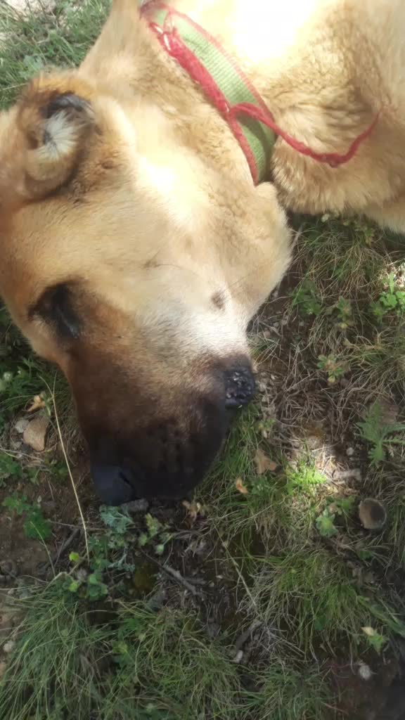 @yakup gökmen