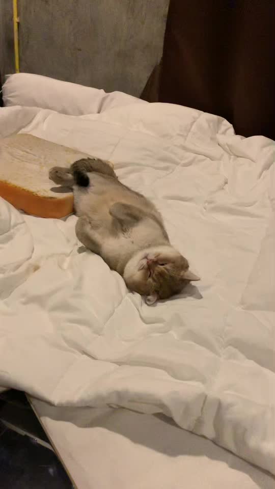 @Cruise_cat