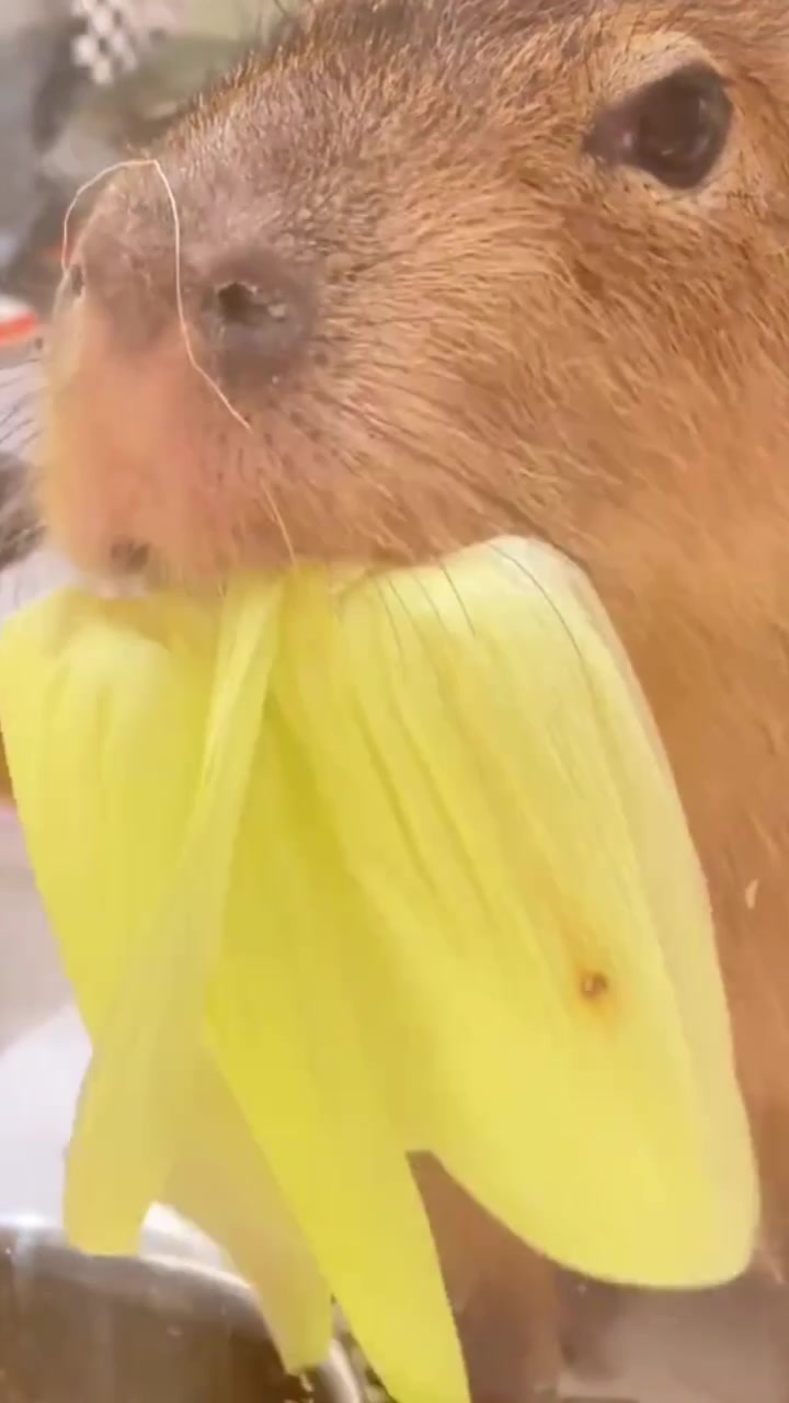 @CaPyBaRa