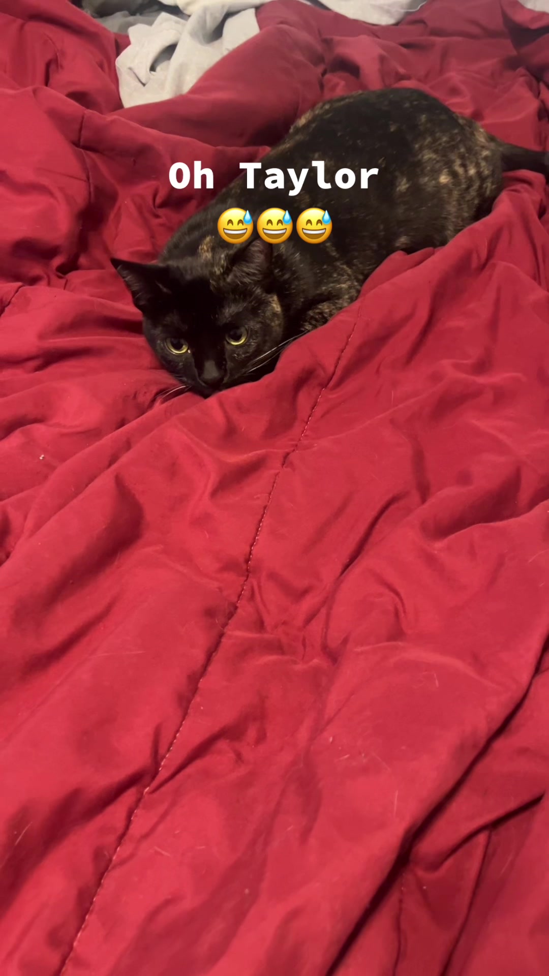@Purrito, Taylor, and 13