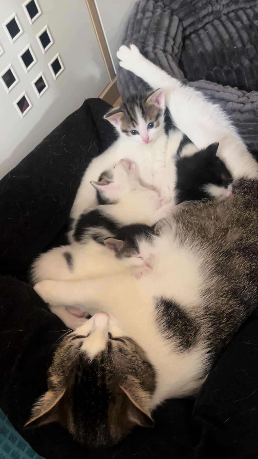 @Tootie The Cat