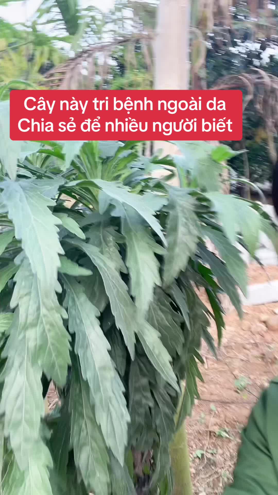 @HTX NGỌC CHINH YB