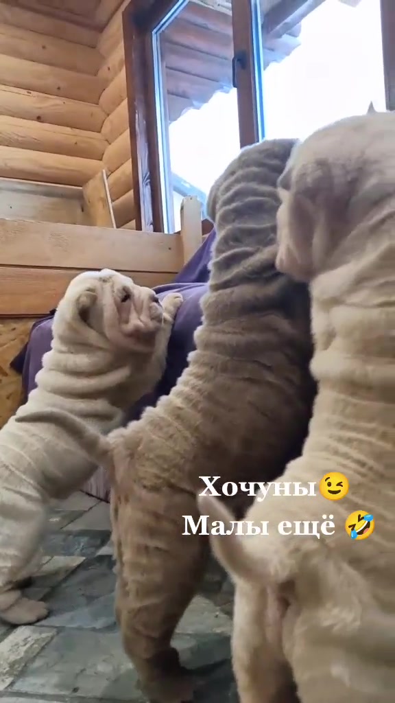 @rostikmozhak