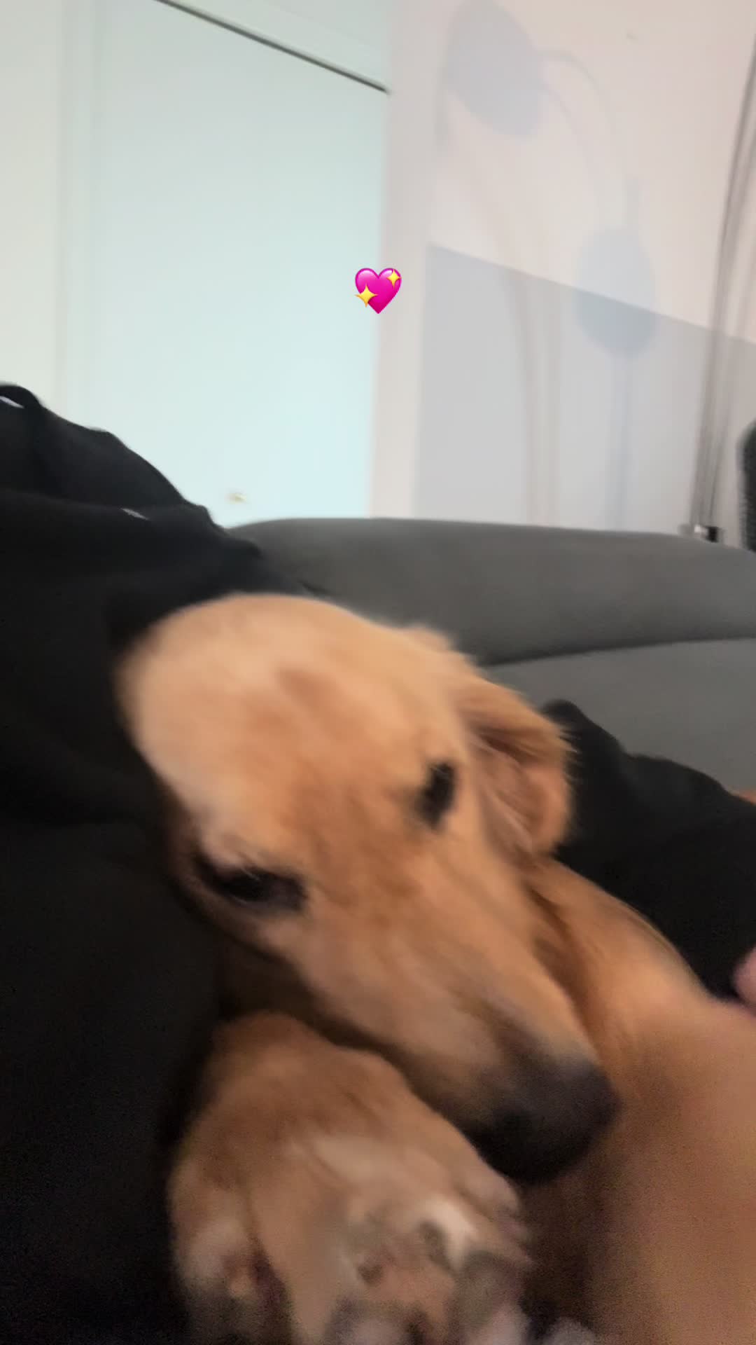 @Sabrina & Stitch.golden💗🦮