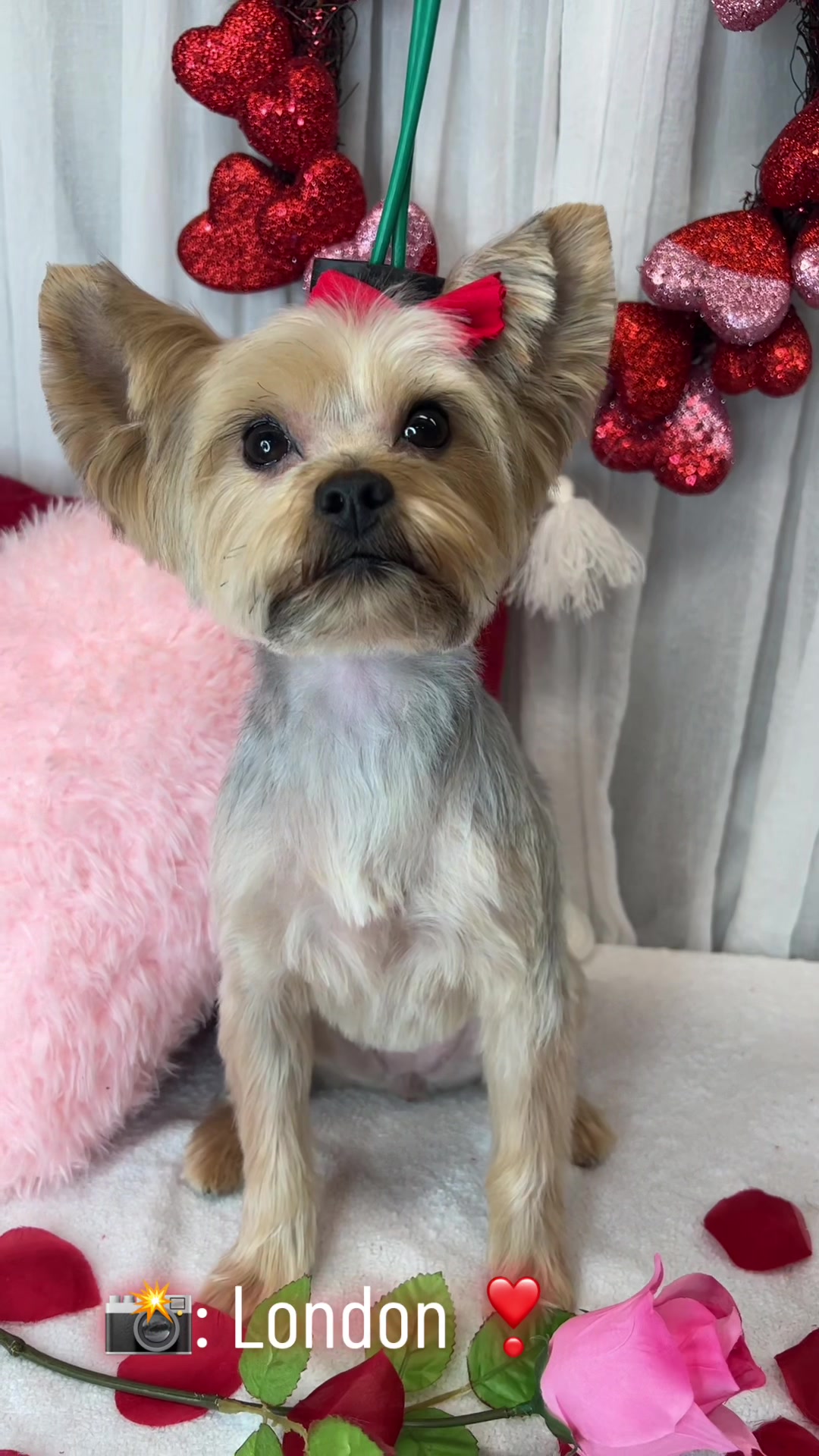 @Bonnies Grooming Llc