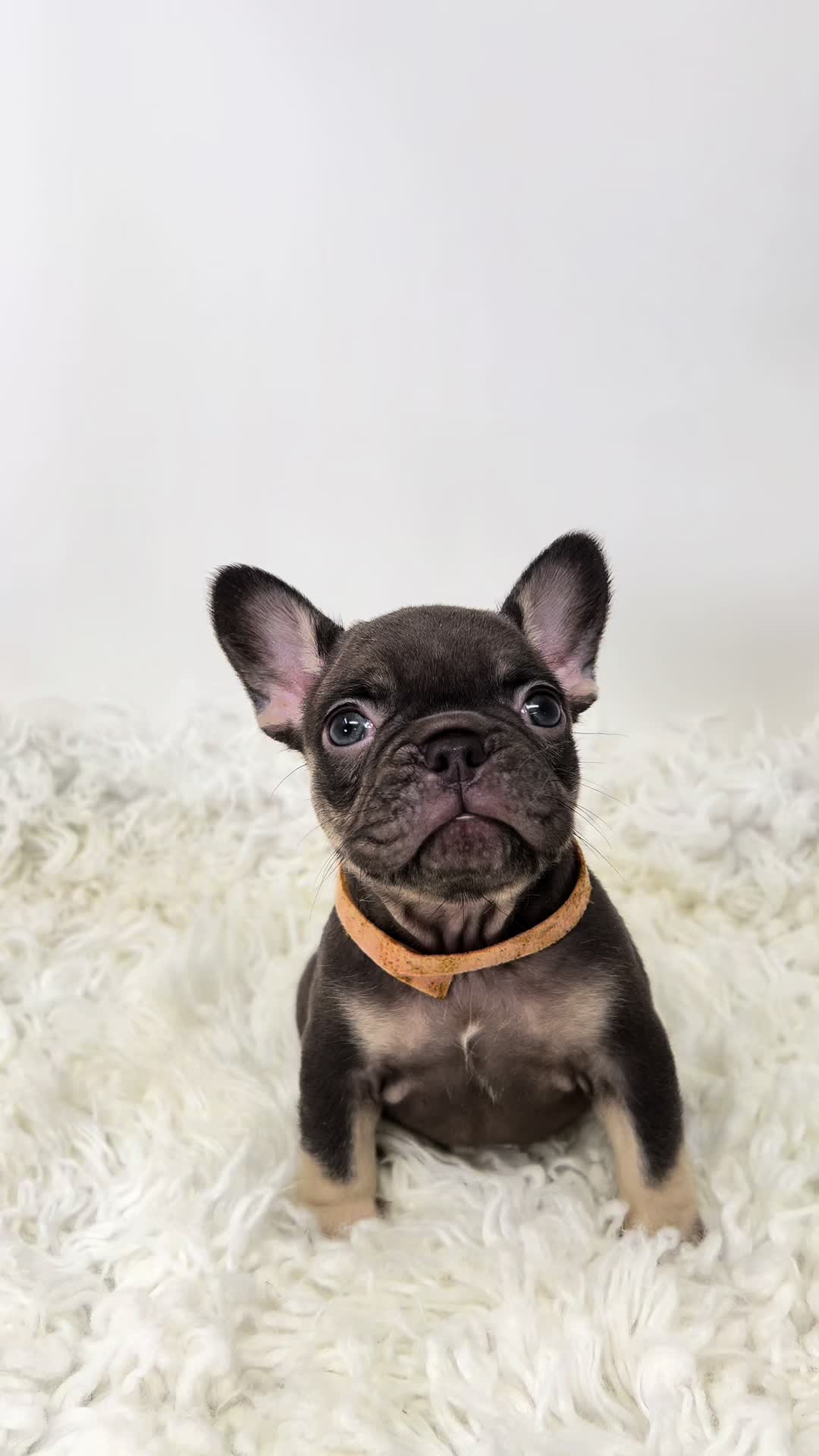 @Flatfacebullyz