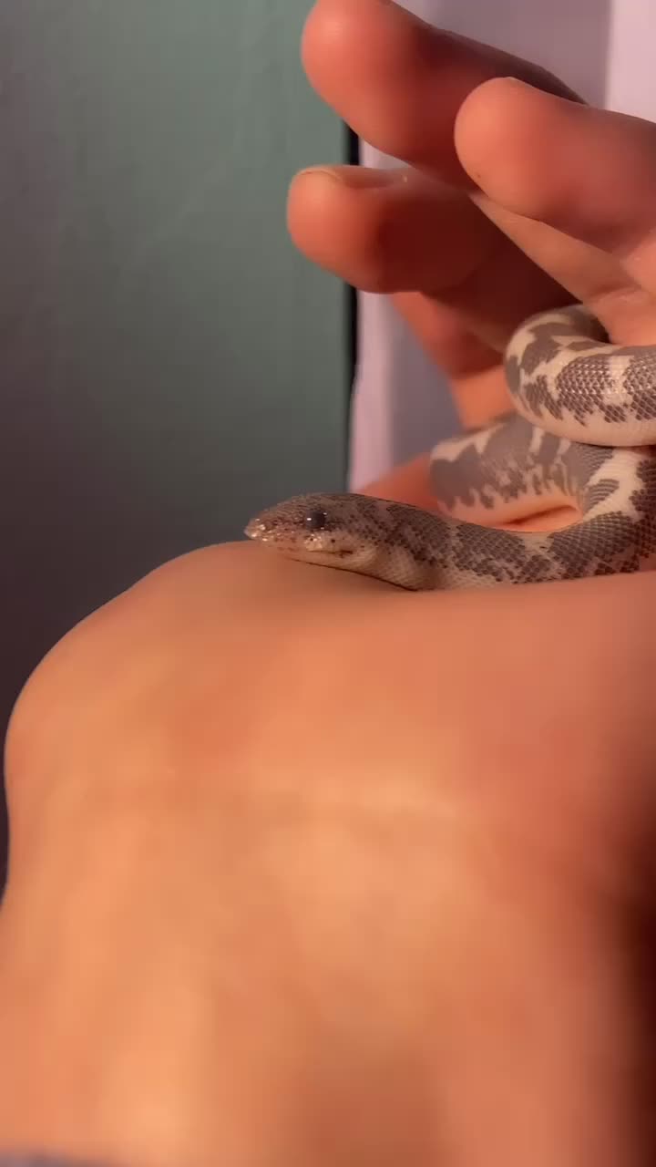 @Tortellini