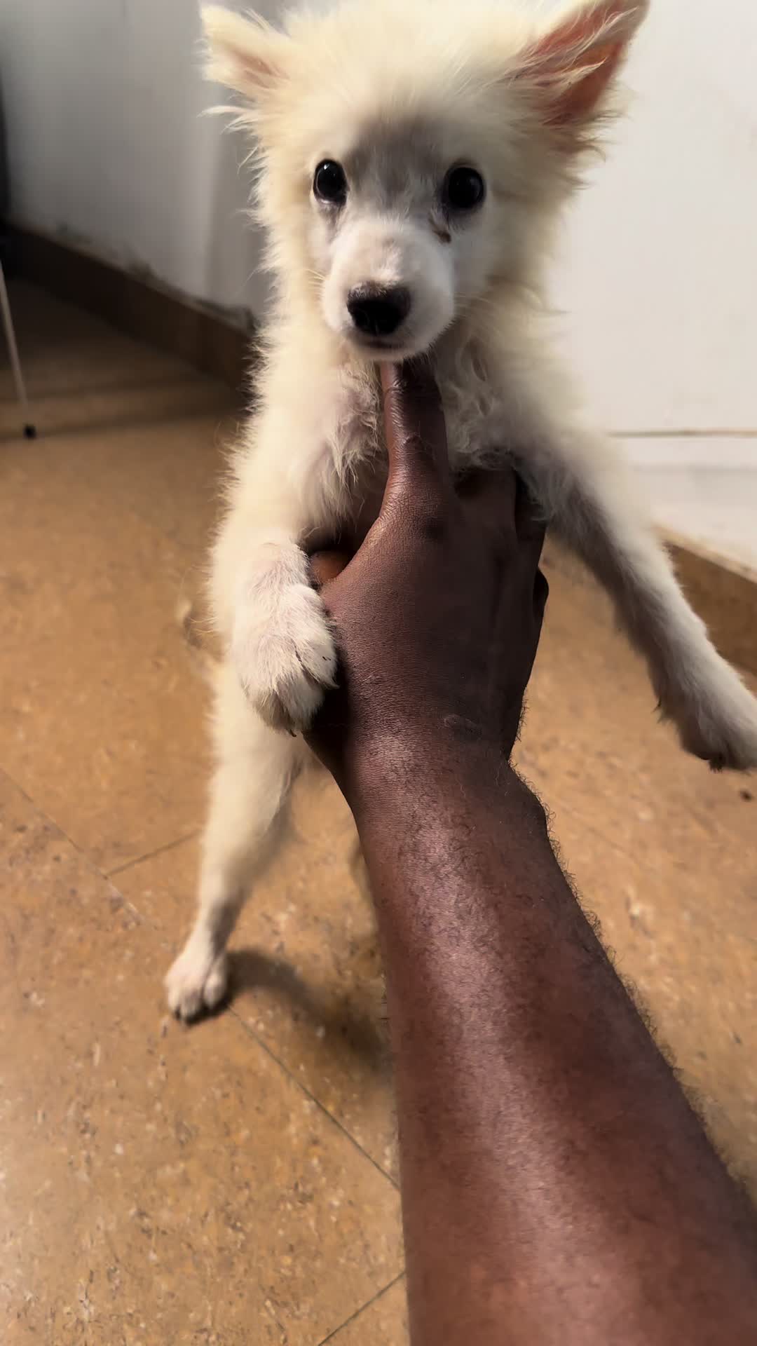 @White Canine