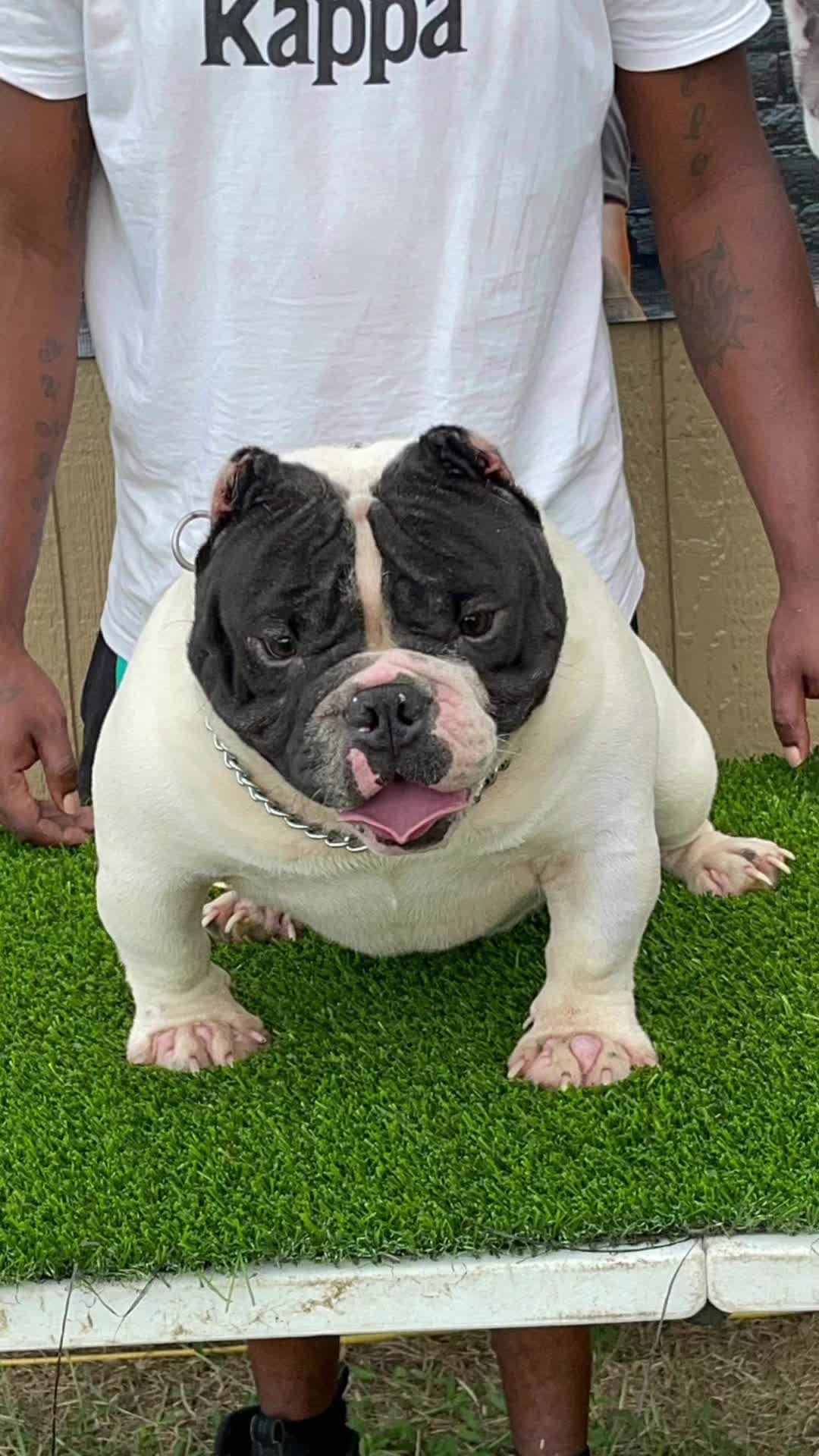 @a1bullykennel