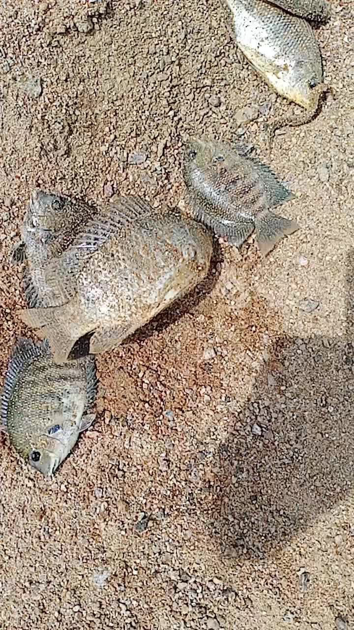 @Ila Nagaraju