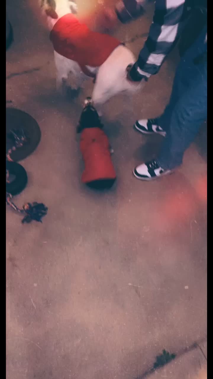 @Xena Warrior Corgi