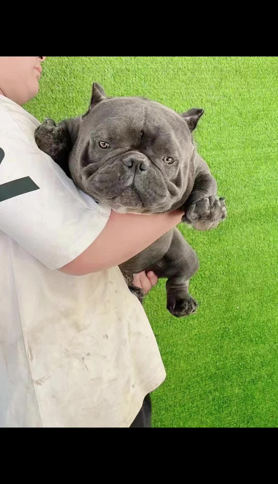 @dominantbluebullies