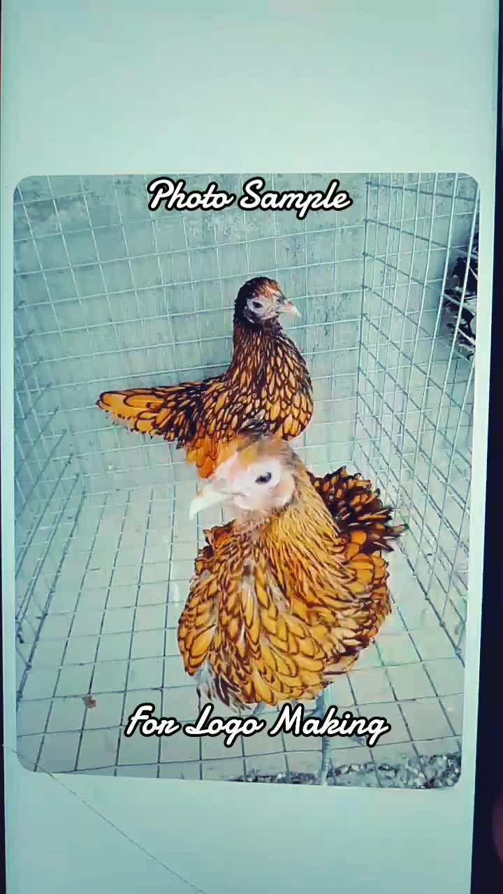 @RAPTOR GP🐓