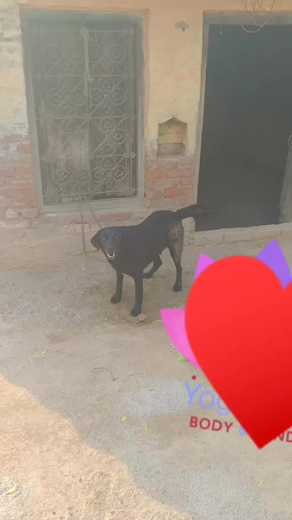 @Nitingurjar
