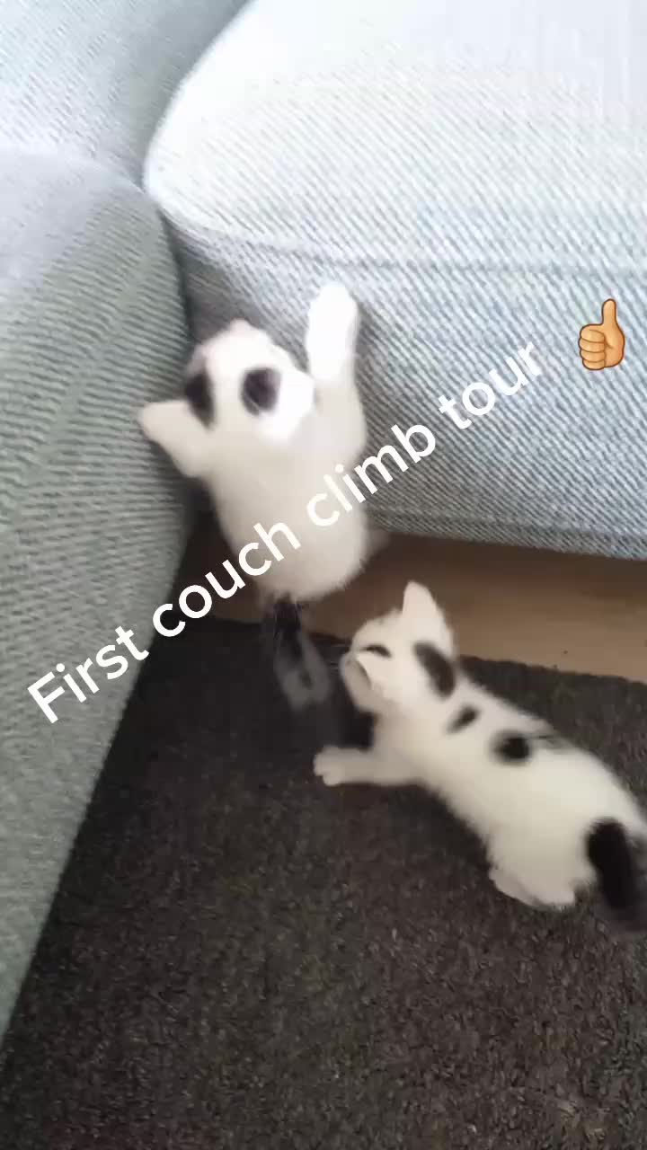 @Dutch Kitten family