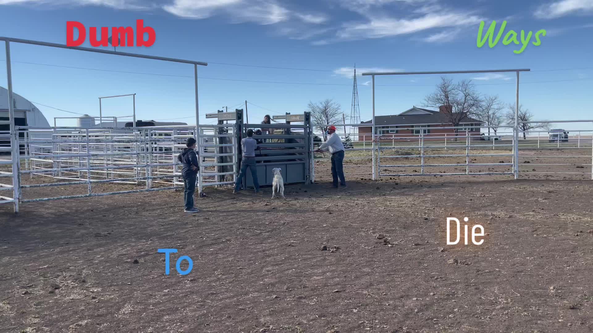 @🐂Haze Reed-Mini Bull Rider🐂