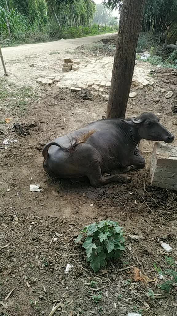 @Vivek Raj 143