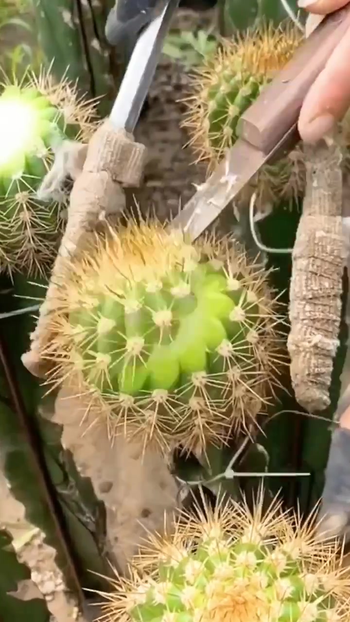 @Sunflower