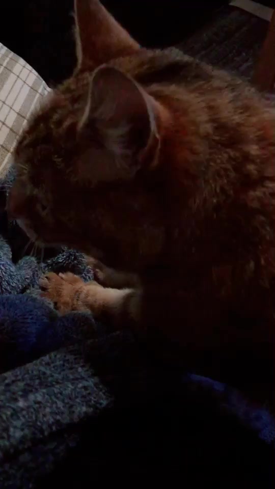 @Kitty02 🐈 🇳🇴