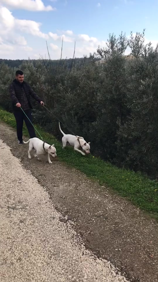 @TALAT GÜLMEN