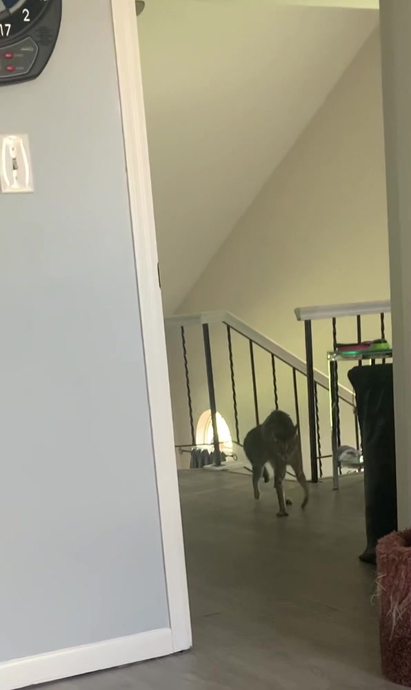 @Atlas the Cat