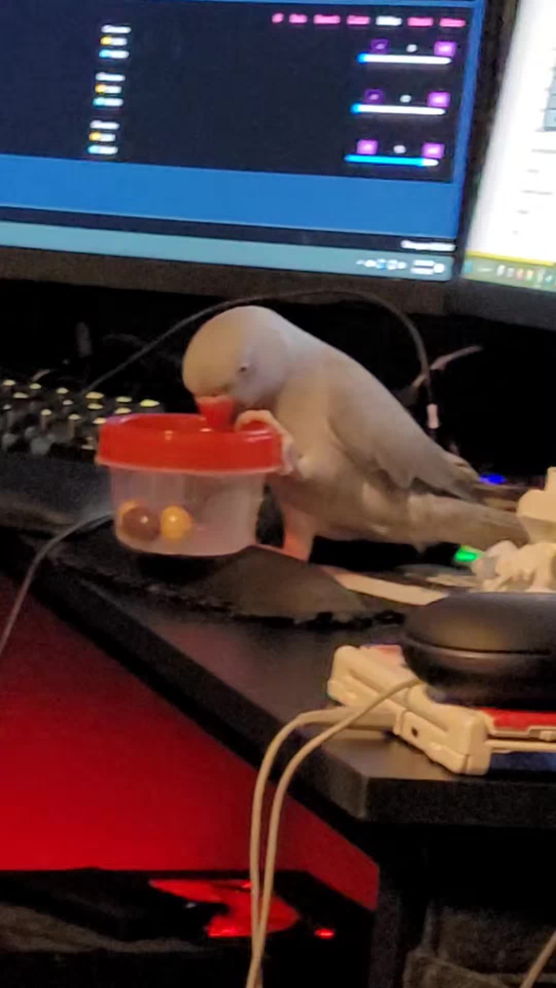 @My Budgie, My Budgie, And Me