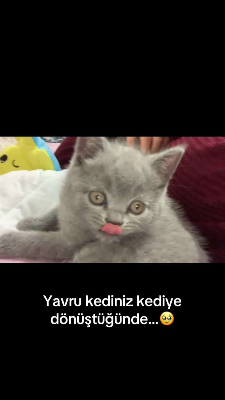 @Dilara Yılmaz