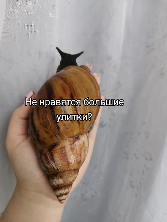 @Snails