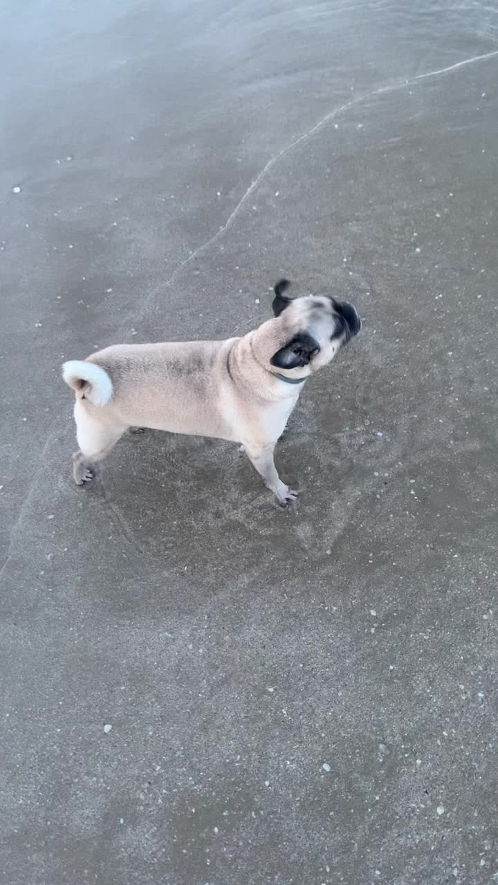 @En Memoria de Ninna Pug