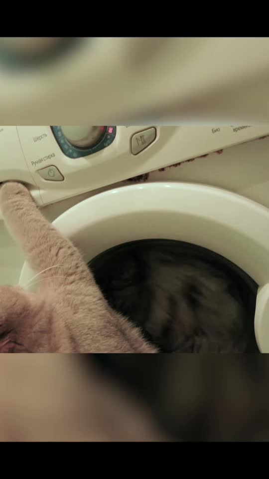 @Simba cat