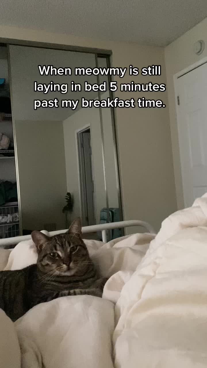 @Cat videos