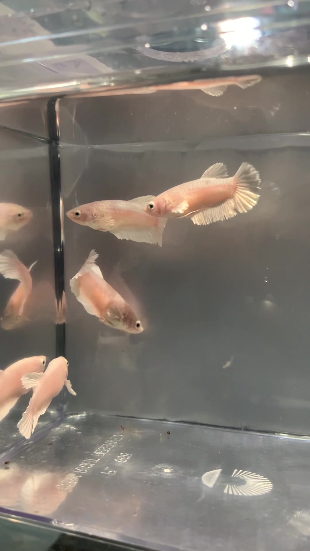 @HCw Betta