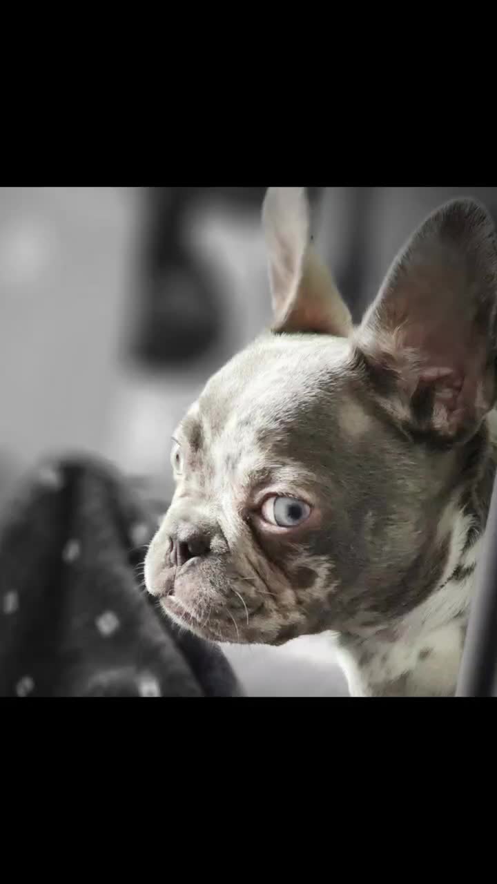 @Dexter207Frenchie