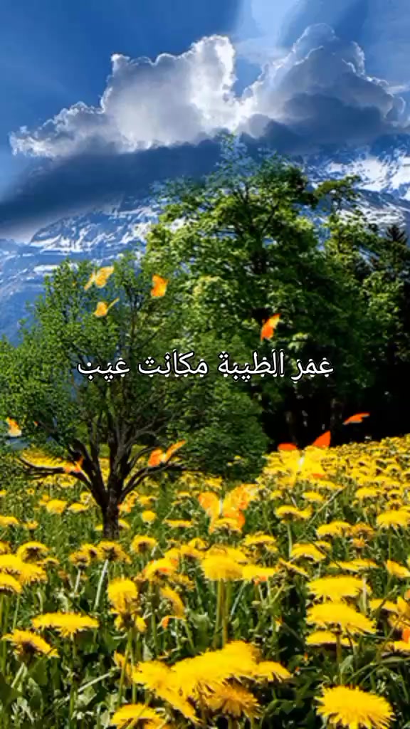 @waly egypt