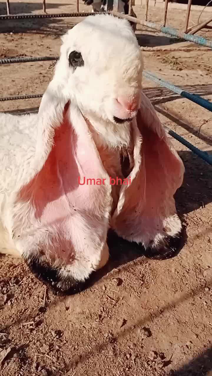 @Umar Farooq