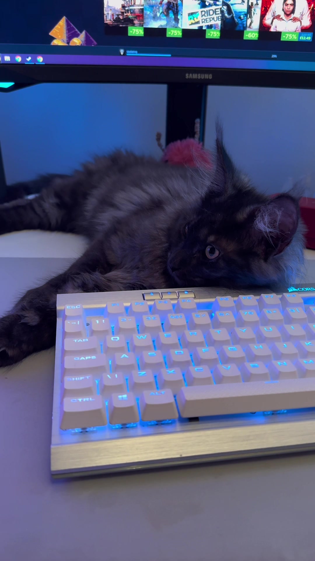 @saint.cat