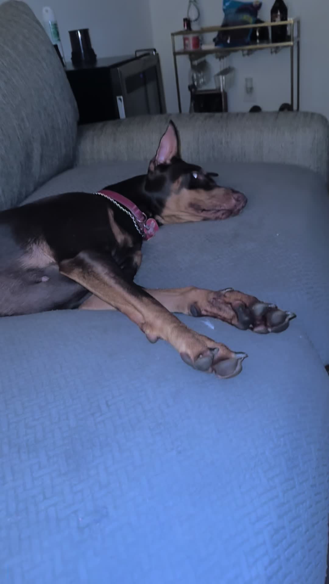 @ShantitheDobie