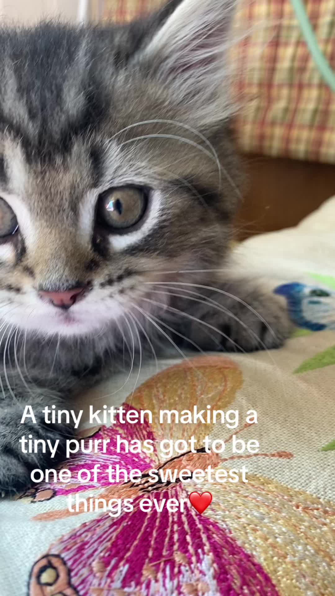 @Lennon & Ringo the kittens