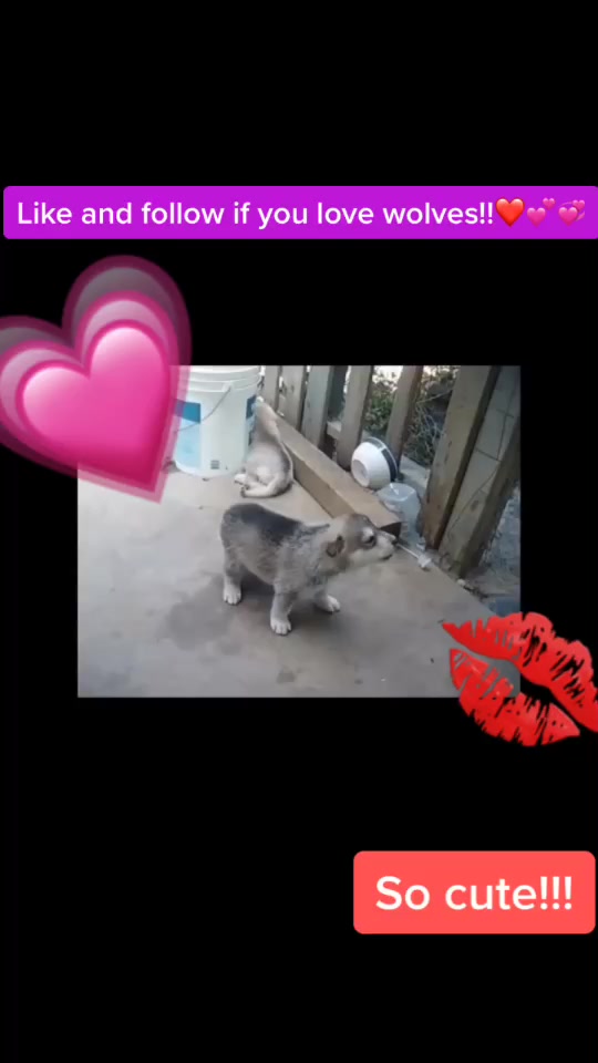 @Pet loverr