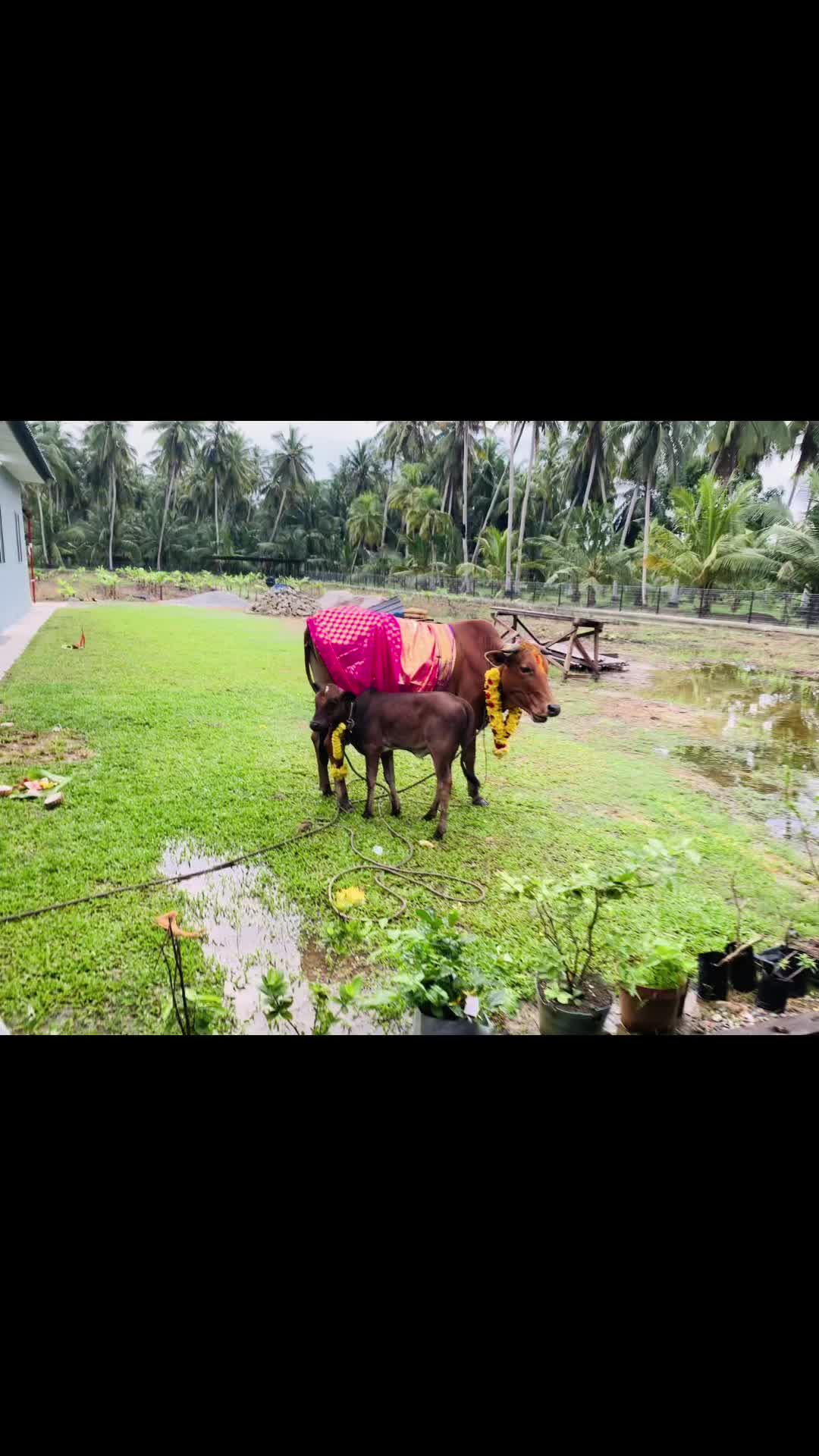 @TINESH BOSS_2|๐ธ๐ฐ