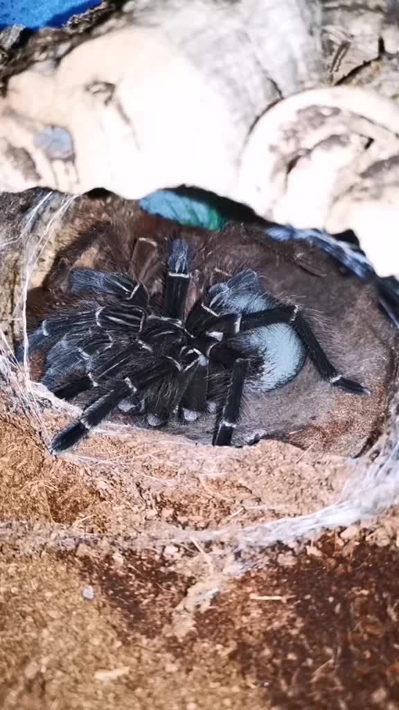 @angry_spider