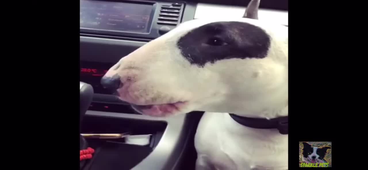 @WalterDog