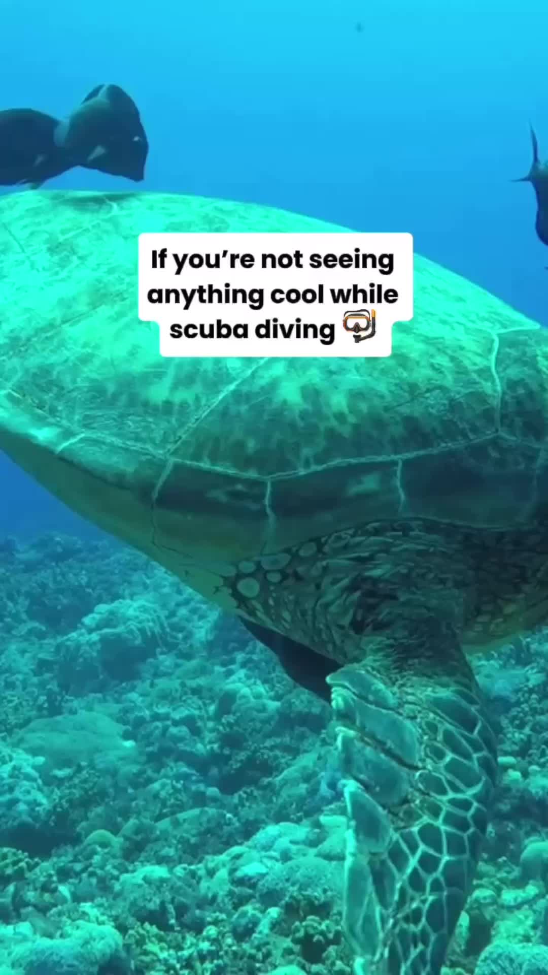 @Divernowmarine