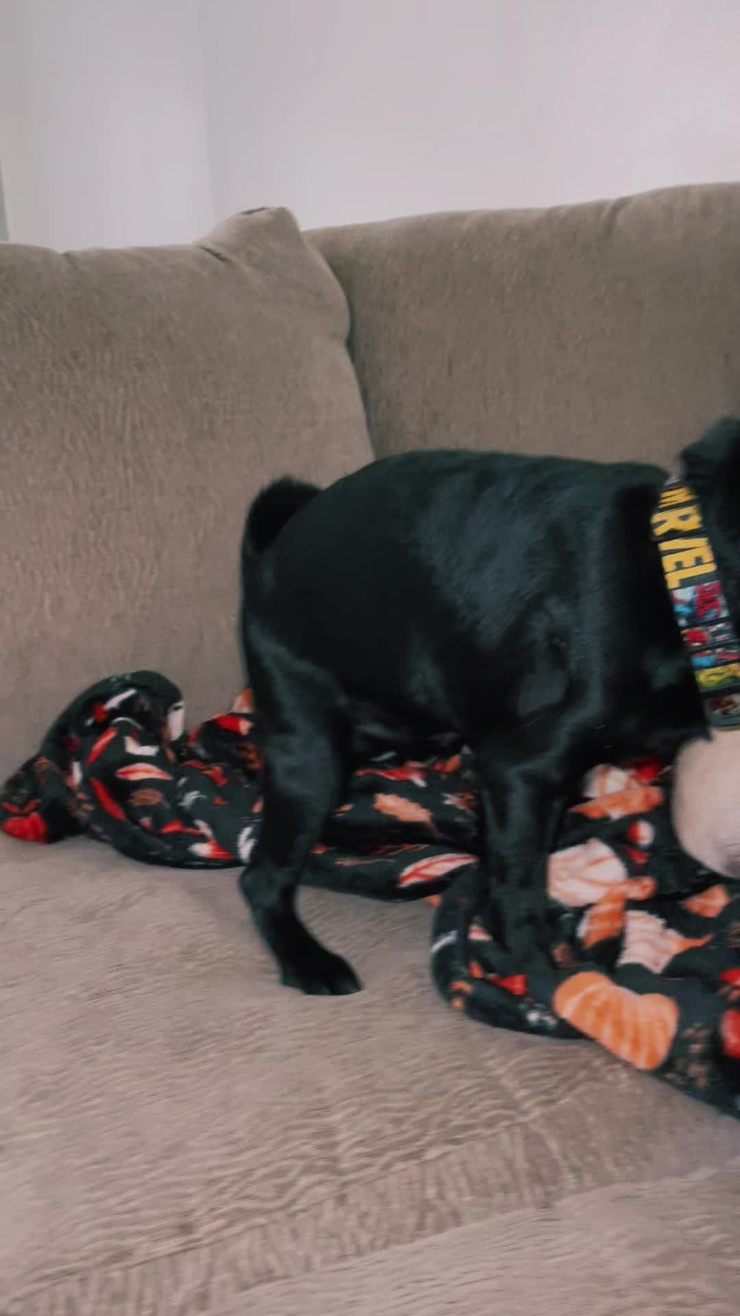 @Hershey The Pug