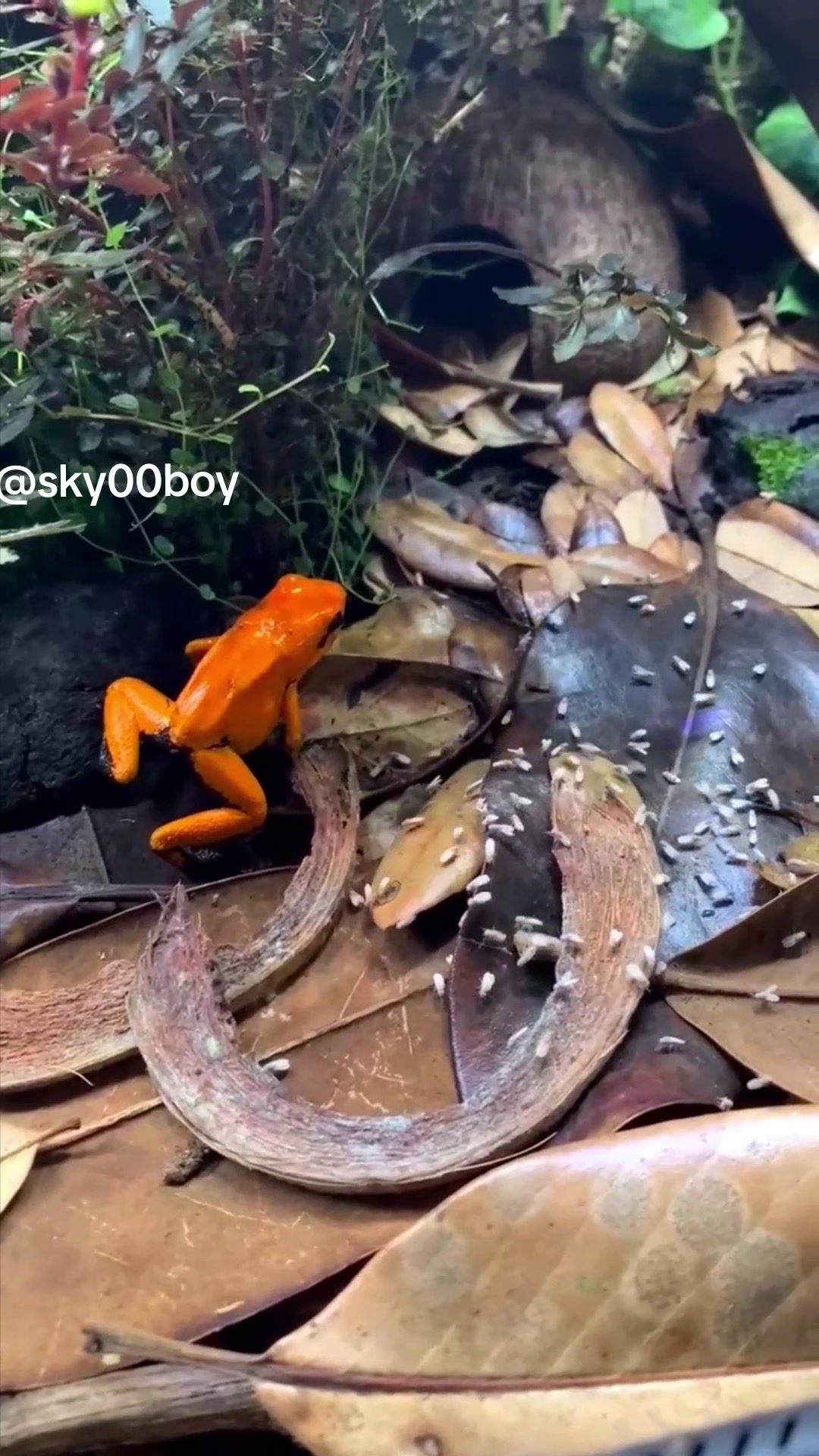 @Wild Animals